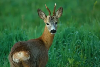 capriolo