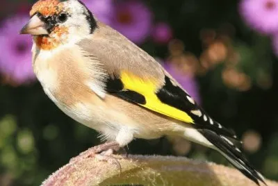 cardellino