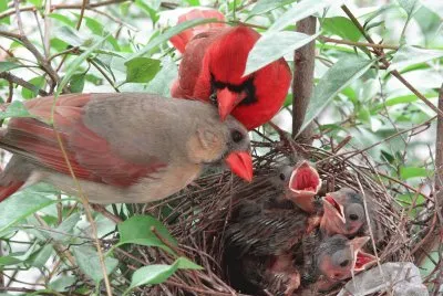 cardinale