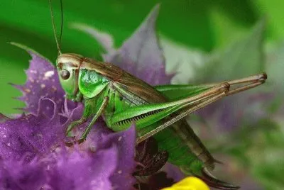 cavalletta