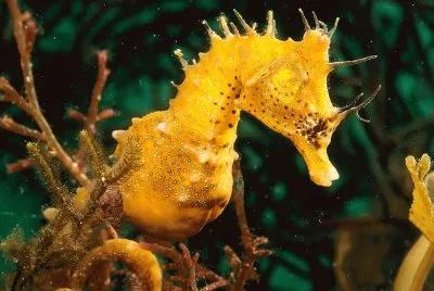 cavalluccio marino