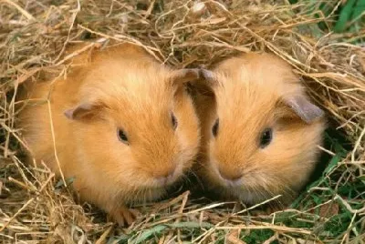 cavia
