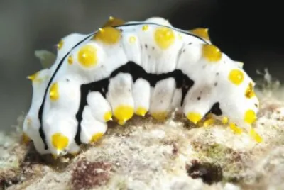 cetriolo di mare