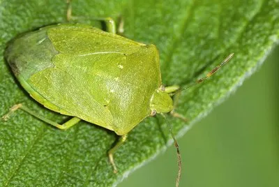 cimice