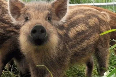 cinghiale