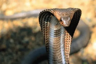 cobra