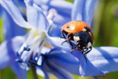 coccinella