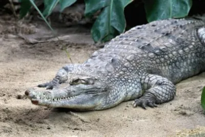 coccodrillo