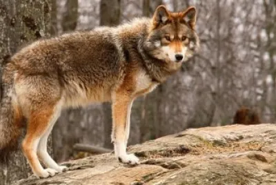 coyote jigsaw puzzle