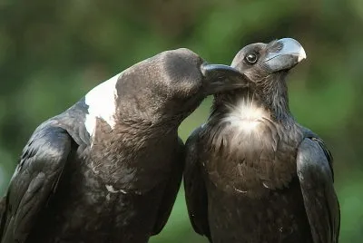 corvo