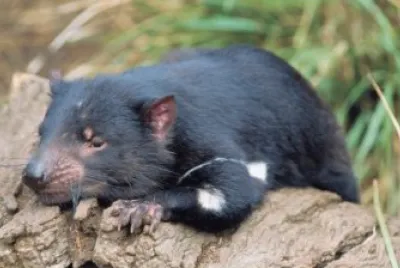 diavolo della tasmania