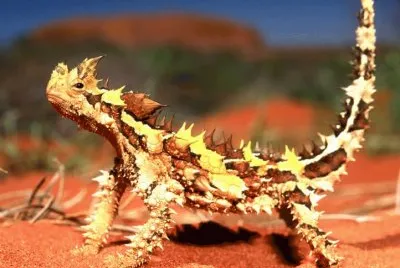 diavolo spinoso