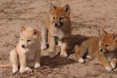 dingo