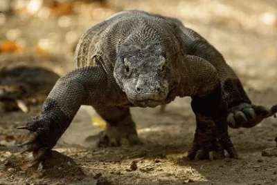 drago di komodo