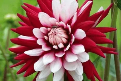 imagens jigsaw puzzle