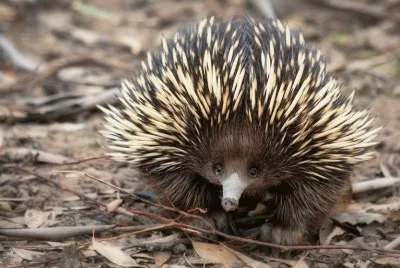 echidna