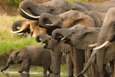 elefante