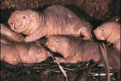 eterocefalo glabro