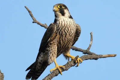 falco