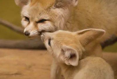 fennec