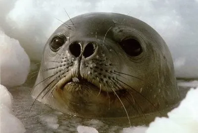 foca