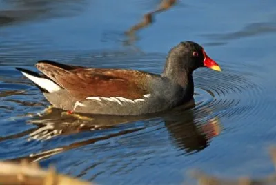 פאזל של gallinella d 'acqua