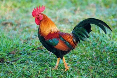 פאזל של gallo