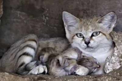 פאזל של gatto delle sabbie