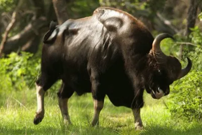 פאזל של gaur