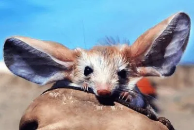 פאזל של gerboa