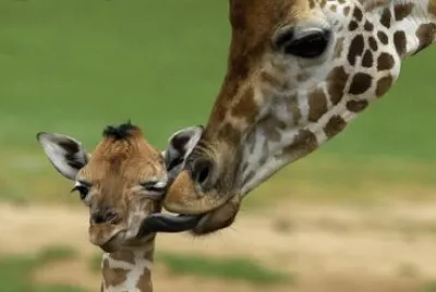 פאזל של giraffa