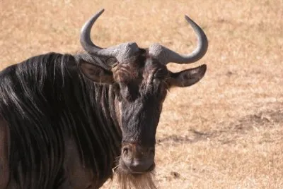 פאזל של gnu
