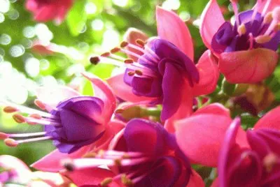 Fushia in the Sun