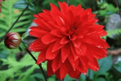 imagens jigsaw puzzle