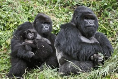 gorilla