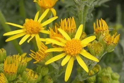 imagens jigsaw puzzle