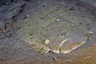 halibut