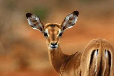 impala