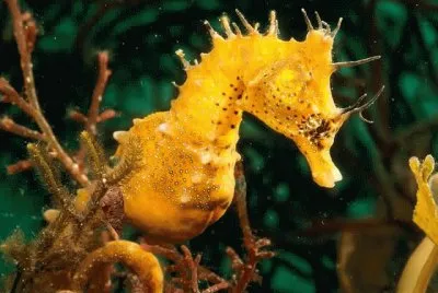 ippocampo