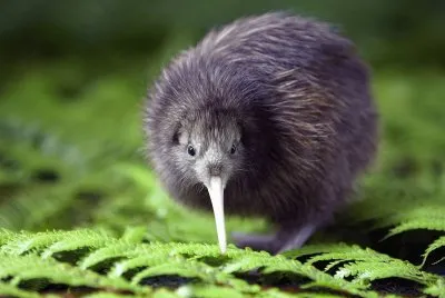 kiwi