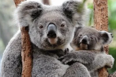 koala