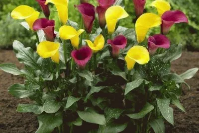 imagens jigsaw puzzle