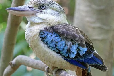 kookaburra