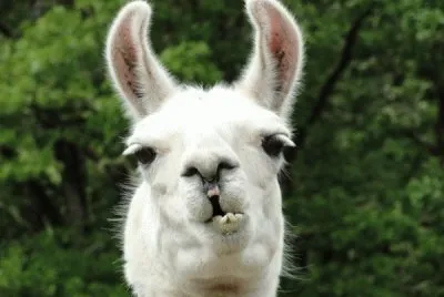 lama