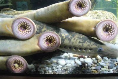 lampreda