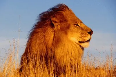 leone