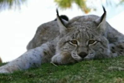 lince