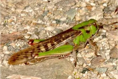 locusta