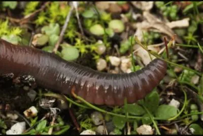 lombrico