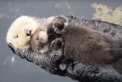 lontra